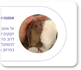תצלום עטלף בעמוד עלינו