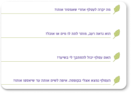 שאלות נפוצות על עטלף שנמצא